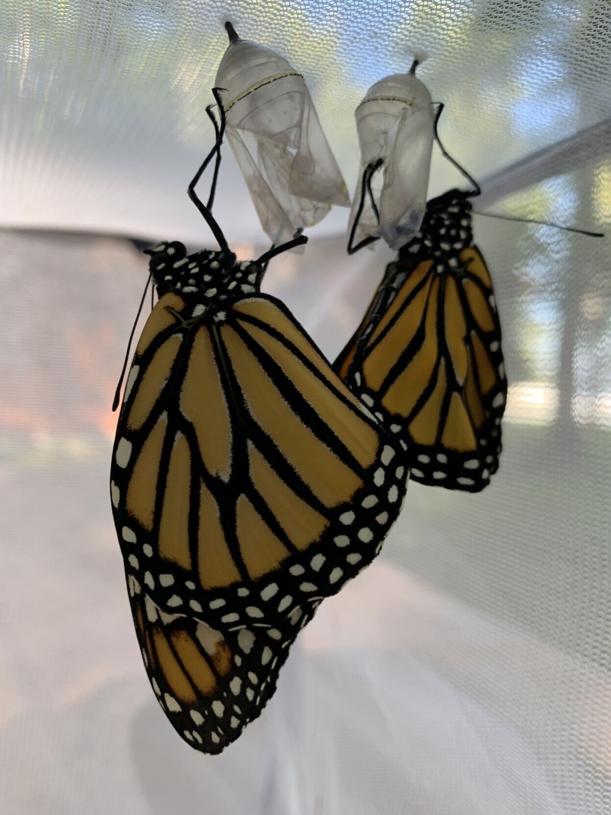 Hatched monarch butterflies